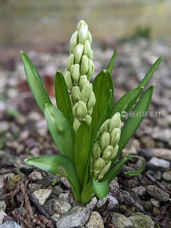 风信子开花