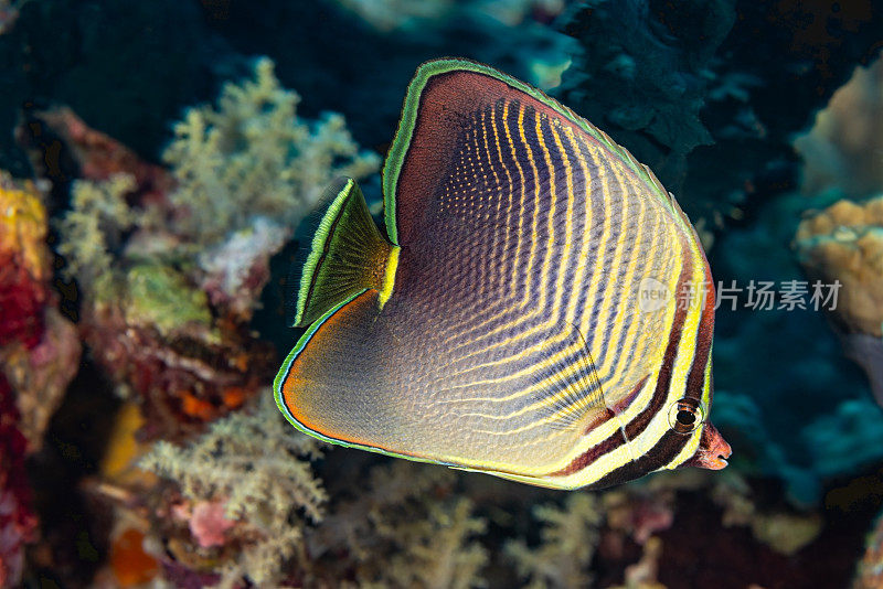 东三角蝴蝶鱼，班达岛，印度尼西亚