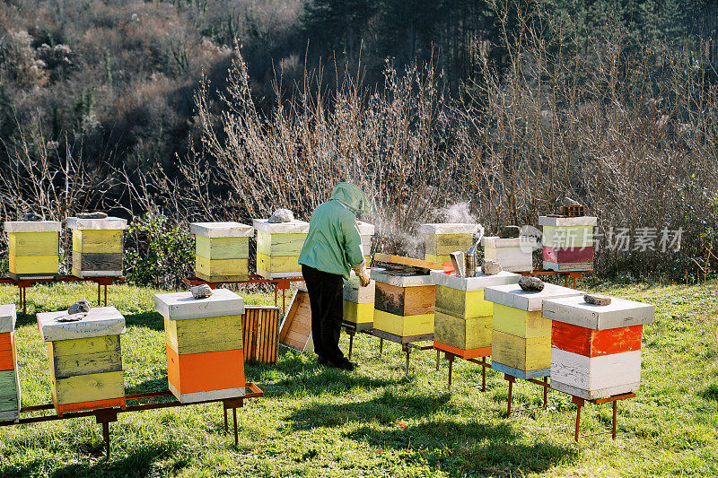 养蜂人在绿色草坪上五颜六色的蜂箱旁的养蜂场里冒着烟工作。后视图