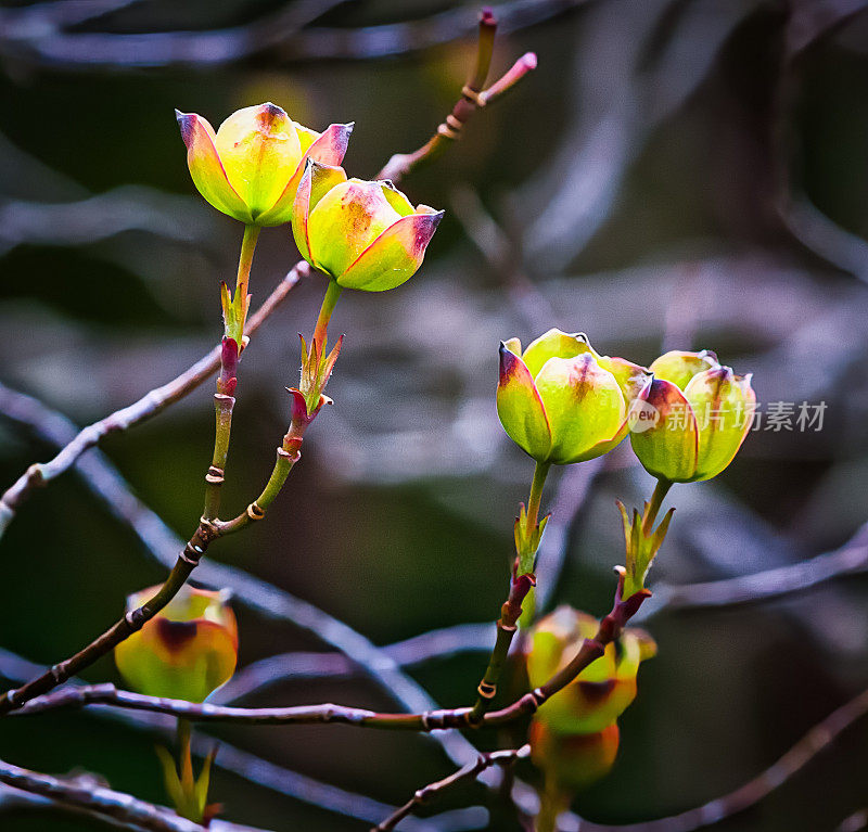 山茱萸花蕾