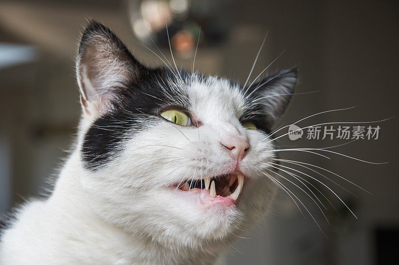 一只黑白相间的猫在做鬼脸，面部表情扭曲