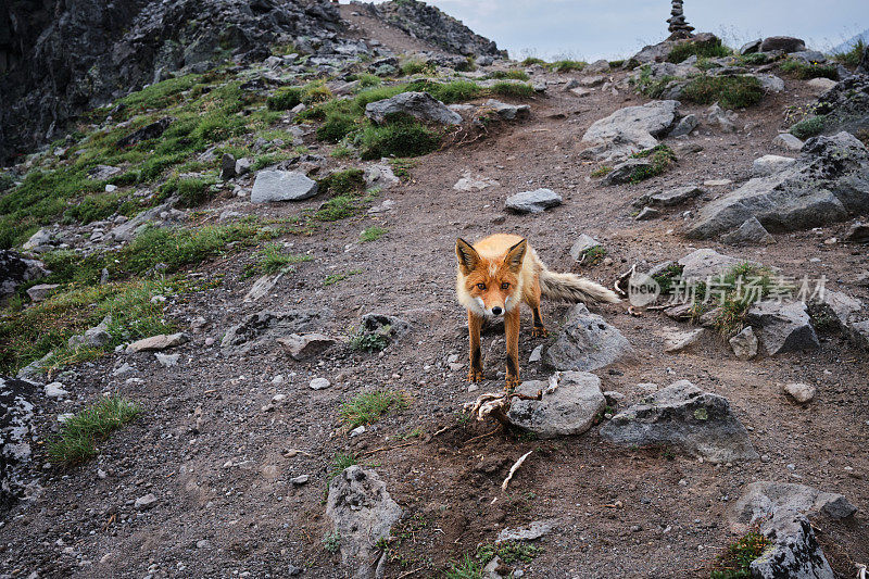 野生狐狸上火山挤压骆驼