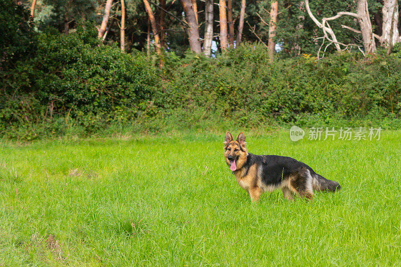 夏日里，一只年轻漂亮的长毛德国牧羊犬站在田野里，看着空旷的空间和自由，它可以自由地奔跑和锻炼。