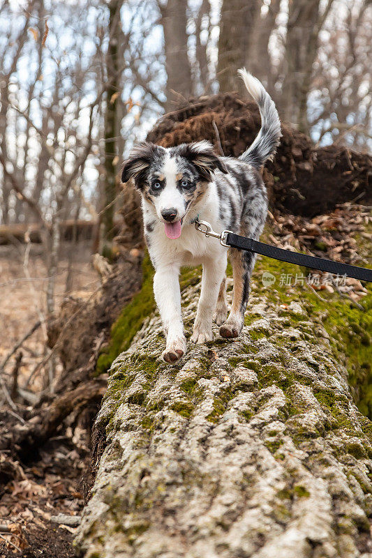 澳大利亚牧羊犬在原木上行走