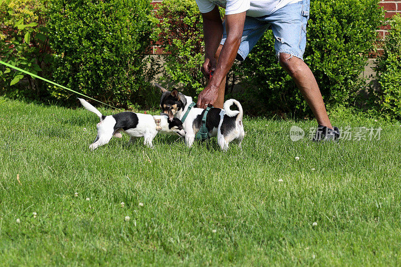 一个黑人带着两只狗在草地上玩耍
