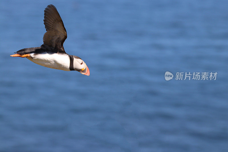 角嘴海雀