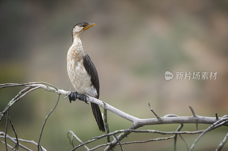 小花斑鸬鹚