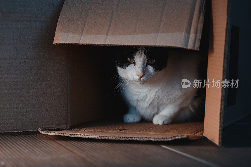 虎斑猫在夜里从纸板箱里探出头来，好奇地四处张望