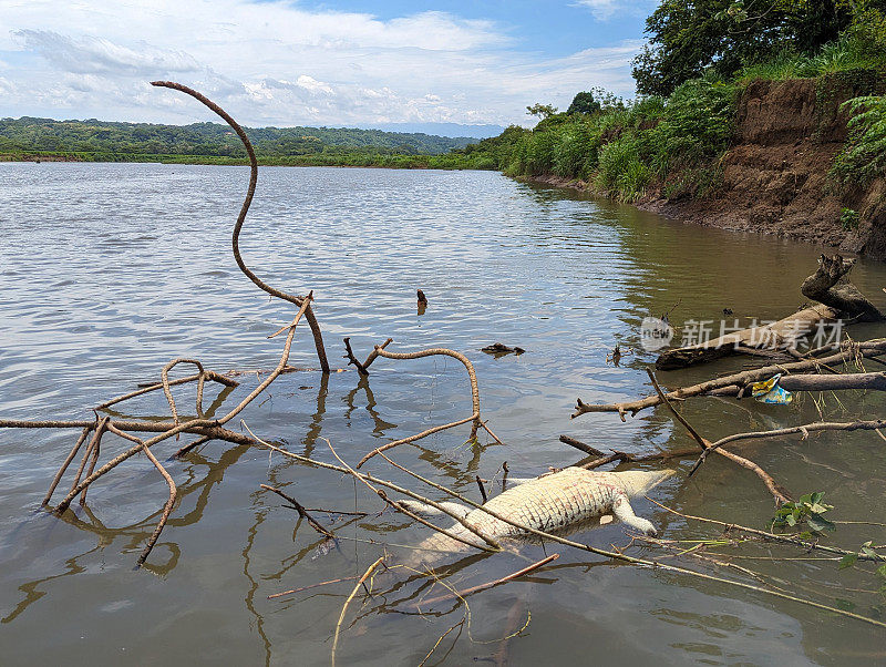 太平洋沿岸哥斯达黎加塔科尔斯河上的死鳄鱼