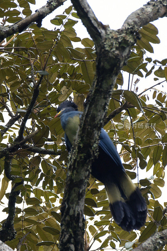 大蓝Turaco