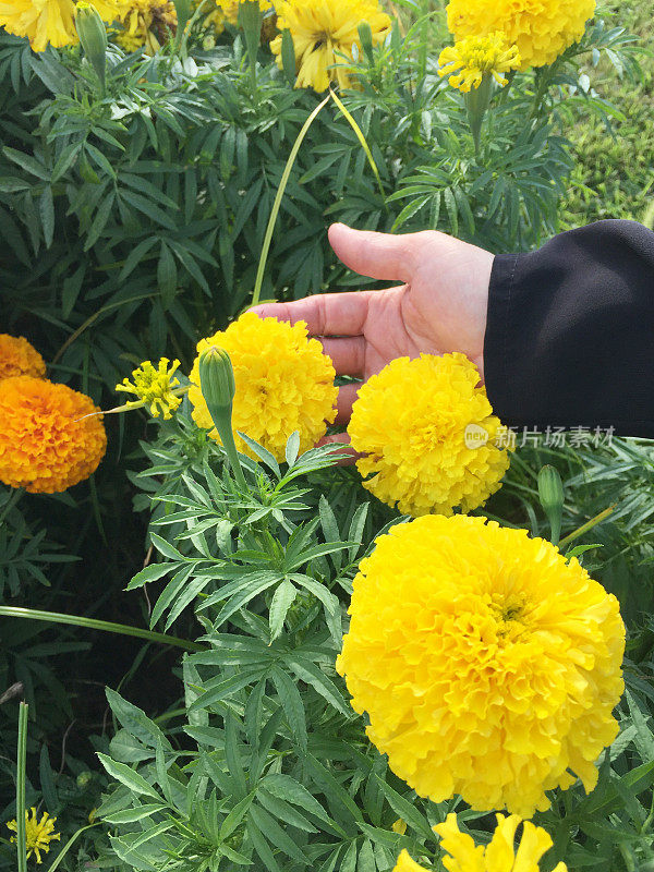 女性的手抚摸着花园里的菊花