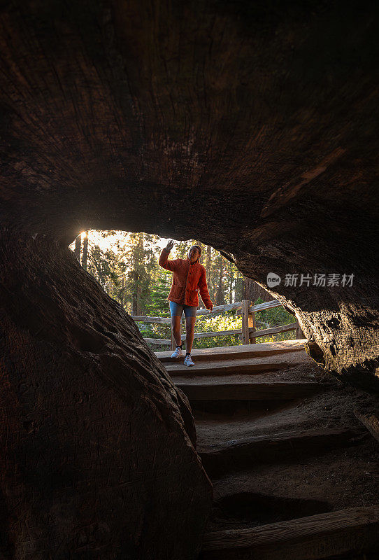 在加利福尼亚的红杉国家公园里，一个徒步旅行的女孩正穿过一棵倒下的红杉树凿出的隧道