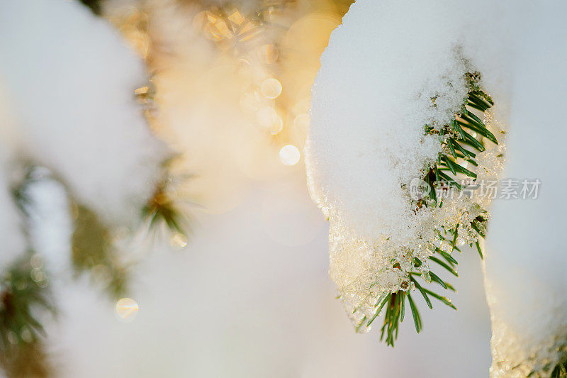 冷杉树枝上有雪和针叶上的水珠。