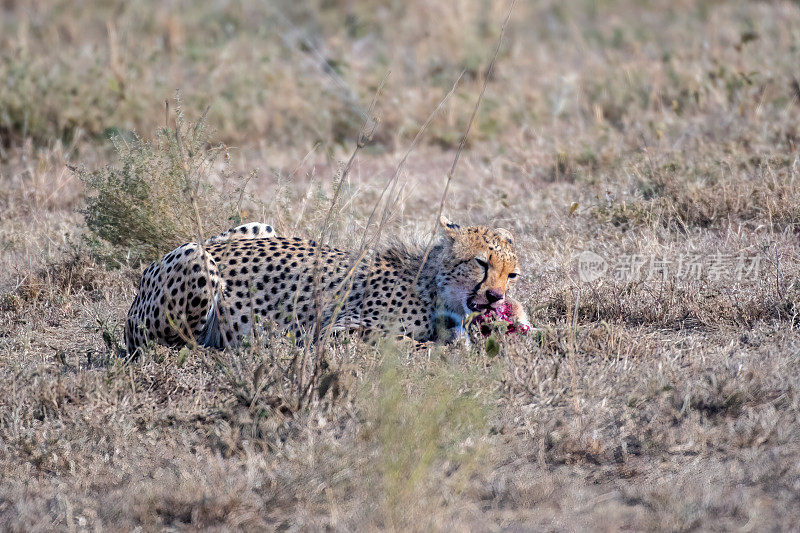 进食时间——坦桑尼亚，黎明时分，塞伦盖蒂平原上，一只猎豹刚刚抓到了一只野兔，正在进食