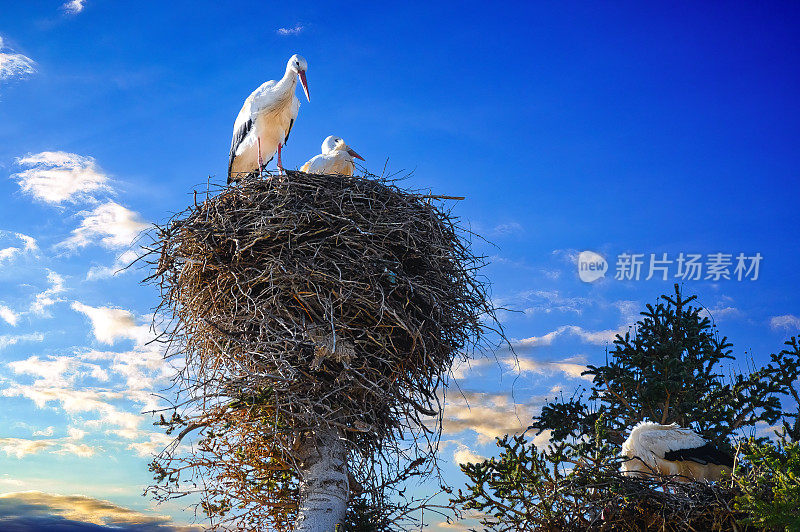 鹳鸟筑巢