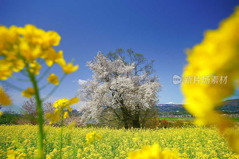 远观樱花和油菜花盛开的妙古山，日本，长野县，饭山，长野县