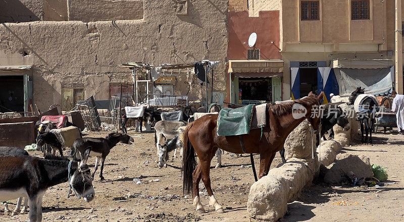 IMG_4704⁨驴，马，Rissani⁩，⁨摩洛哥⁩