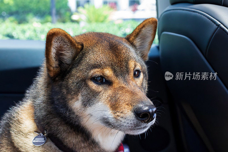 可爱的小柴犬坐在汽车的后座上。