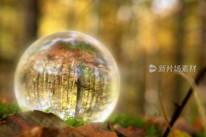 关注自然，用玻璃球展示，在球内外反映斯堪的纳维亚森林的秋天自然。一个在大自然中有自然的房间。