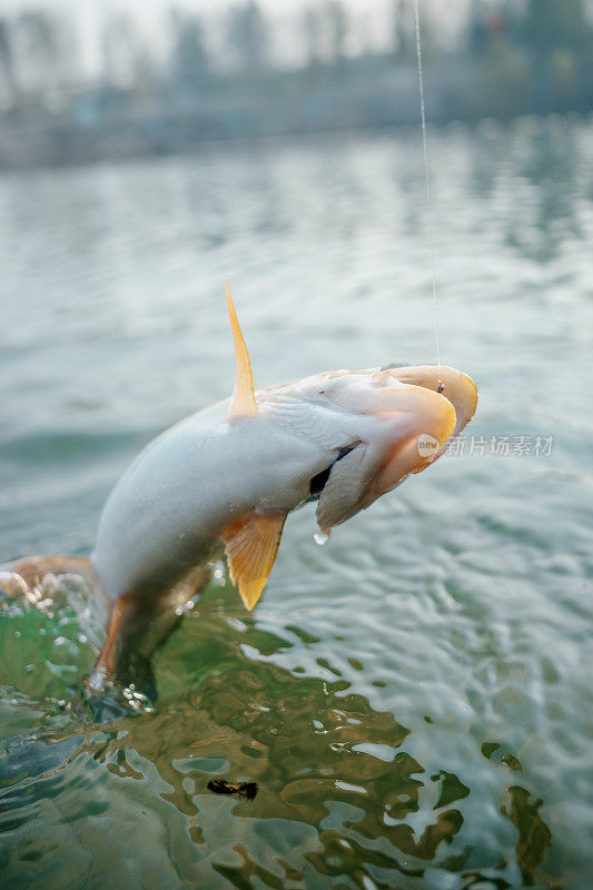 在淡水中捕捉虹鳟鱼