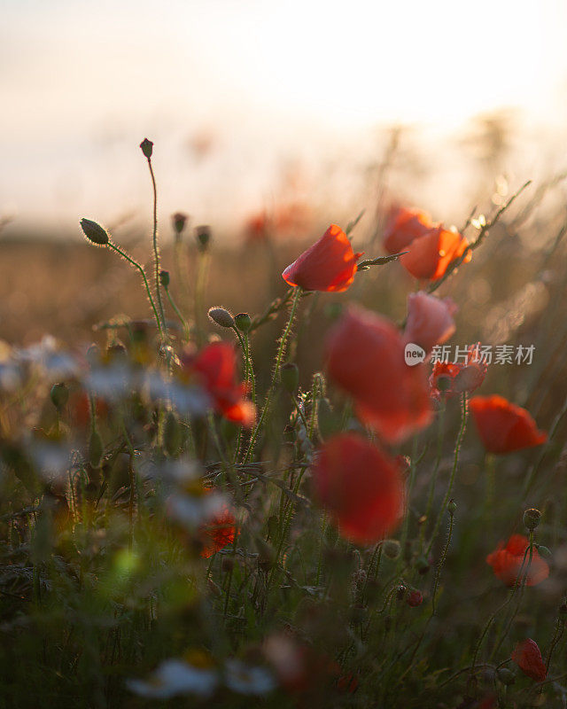 田野里的罂粟花