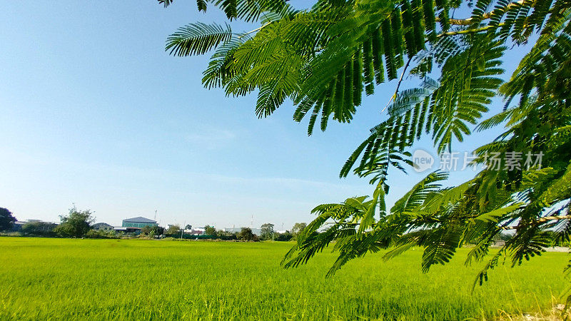 绿色稻田的景观