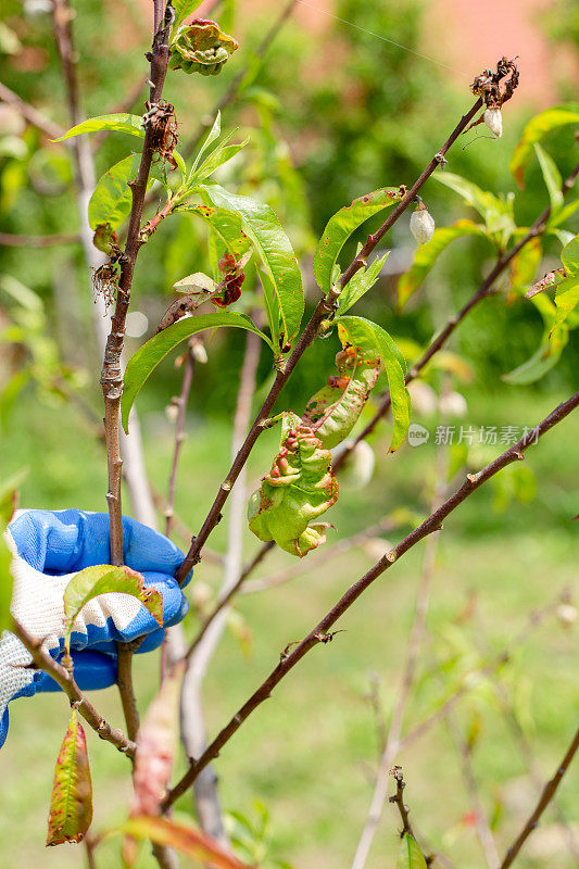 植物病害。一位园丁正在检查卷曲的桃子叶子。真菌病——卷曲