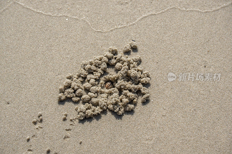 在拥有美丽白沙的原始海滩上很难找到海蟹。