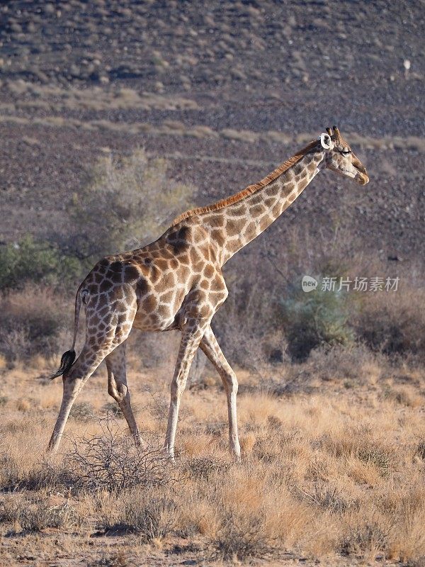 长颈鹿在野外，站立着