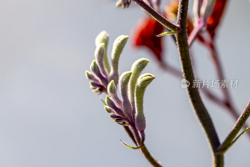 特写美丽的黑袋鼠爪在阳光下，大鳄，背景与复制空间