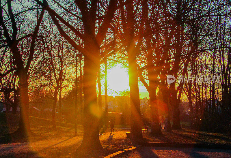 日落时分，太阳从城市公园的树上出来