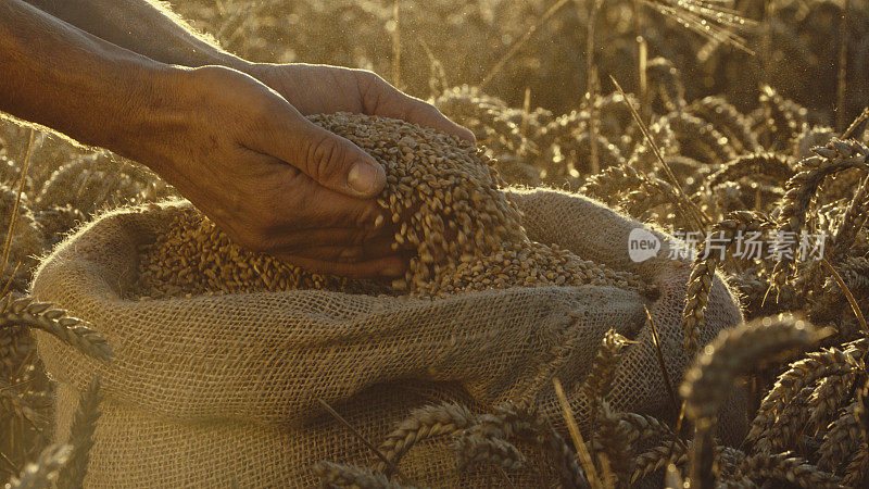 在广阔的麦田里，一位农民正从麻袋里收集刚收获的谷物，仔细地检查它们的质量