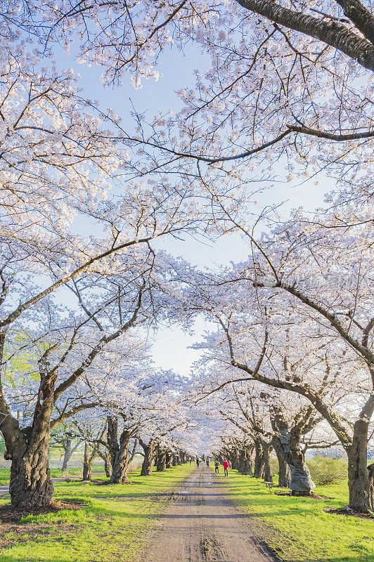 北上天町公园的一排樱花树