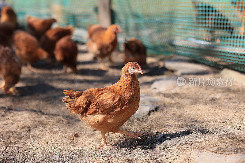 照片中的一只鸡。在阳光明媚的日子里，自由放养的鸡在草地上啄食，寻找食物。家庭农场。国内的鸡。农场的夏日。一只鸡的肖像。