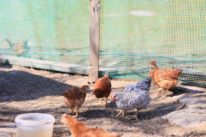 一群小鸡和灰色、白色、红色的公鸡在村里的院子里散步，啄食着食物。夏日里，篱笆后面的鸡在啄食户外的食物。