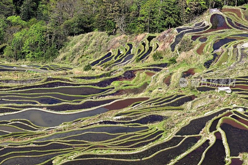 哈尼梯田，鸳鸯，中国