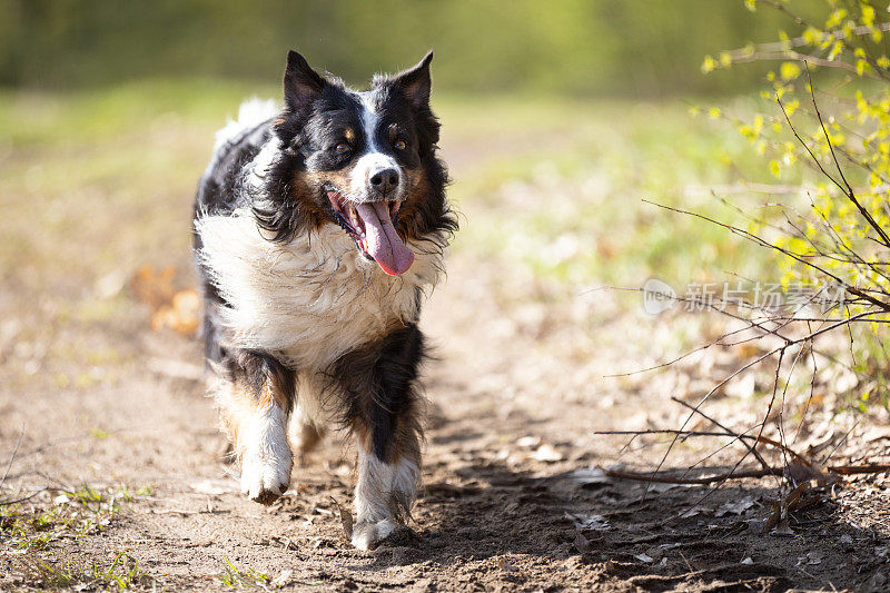 澳大利亚牧羊犬在阳光明媚的日子里奔跑