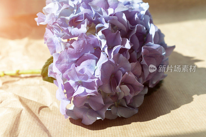 紫色绣球花在棕色皱巴巴的纸上。花的背景，特写