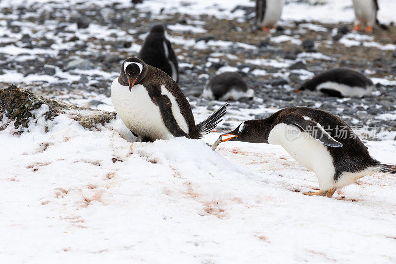 南极半岛布朗崖的企鹅，第一部分