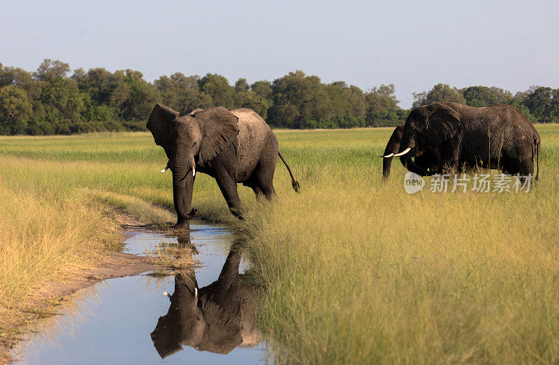 一群非洲象在自然栖息地，野生动物，狩猎狩猎，生态旅游和旅游，国家公园，非洲