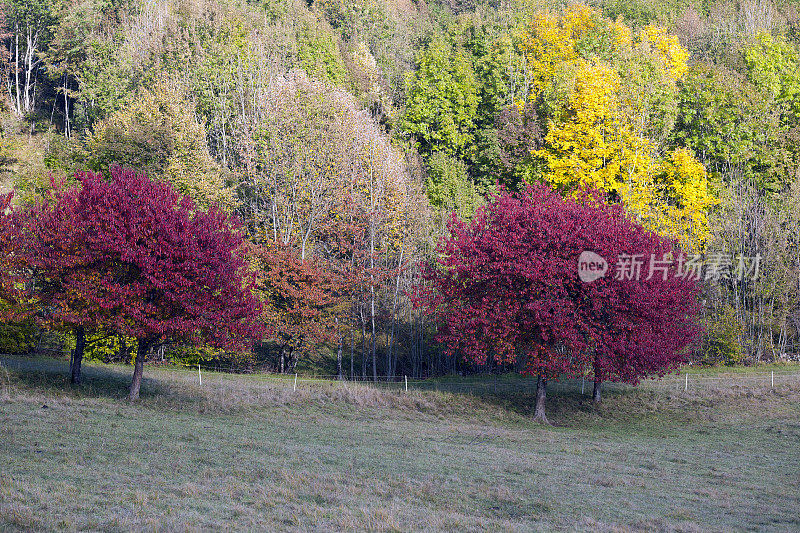 斯洛文尼亚秋天美丽的樱桃树