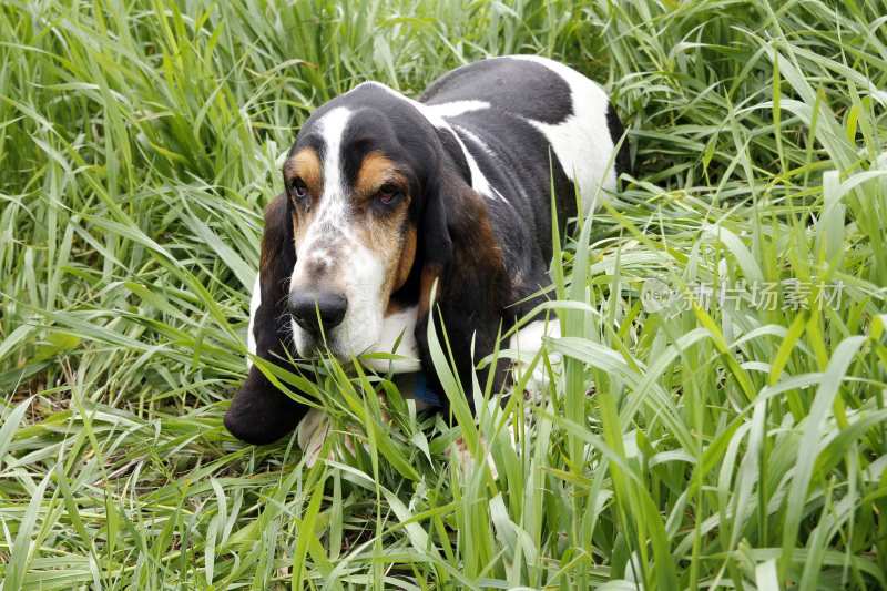 巴塞特猎犬