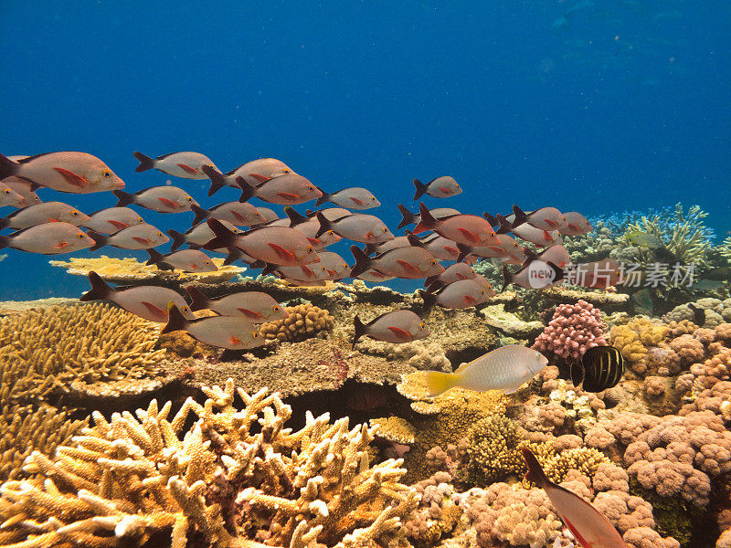 鱼群和珊瑚，澳大利亚大堡礁