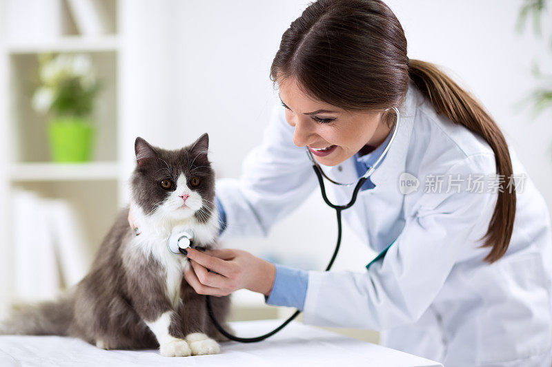 波斯猫与兽医