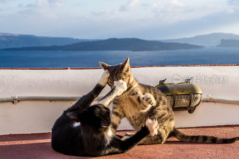 猫在圣托里尼岛