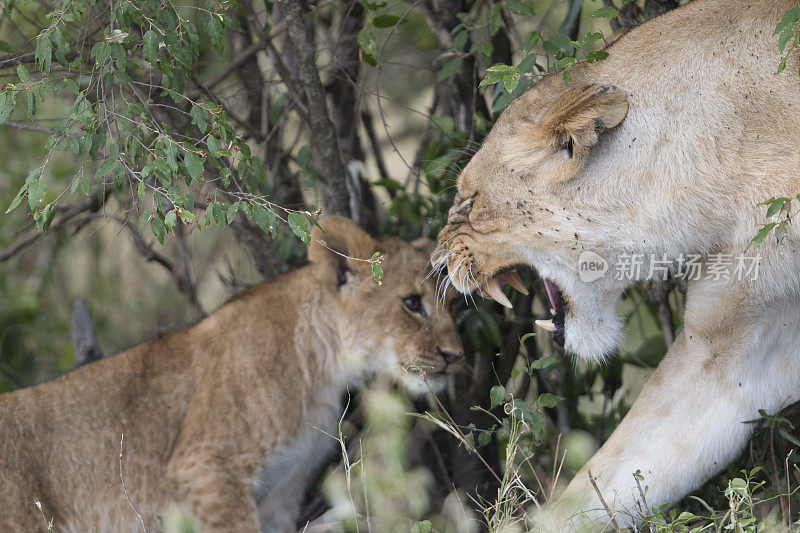 母狮对幼狮表示愤怒