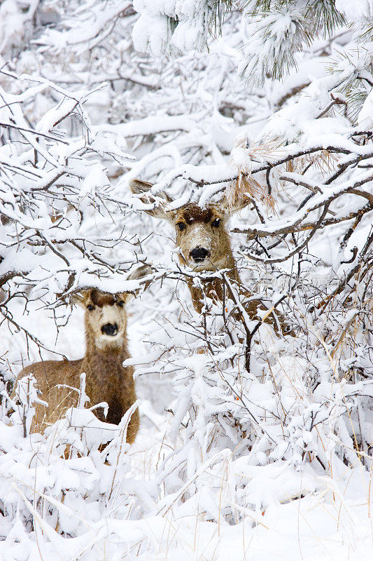 冬季雪中的科罗拉多骡鹿