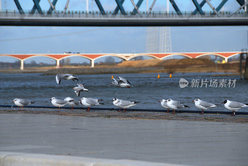 一群海鸥在码头边。