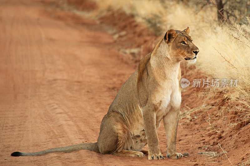 狮子坐在公路上——非洲狩猎之旅