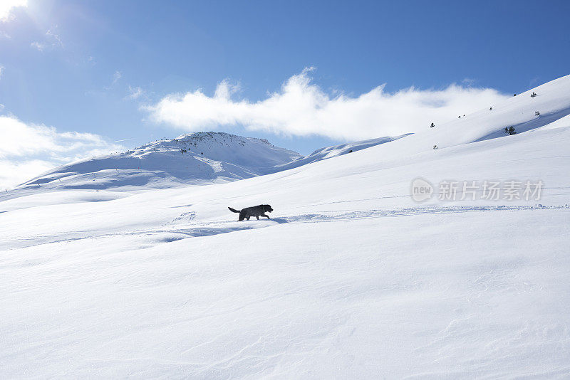 黑色拉布拉多在雪地上行走